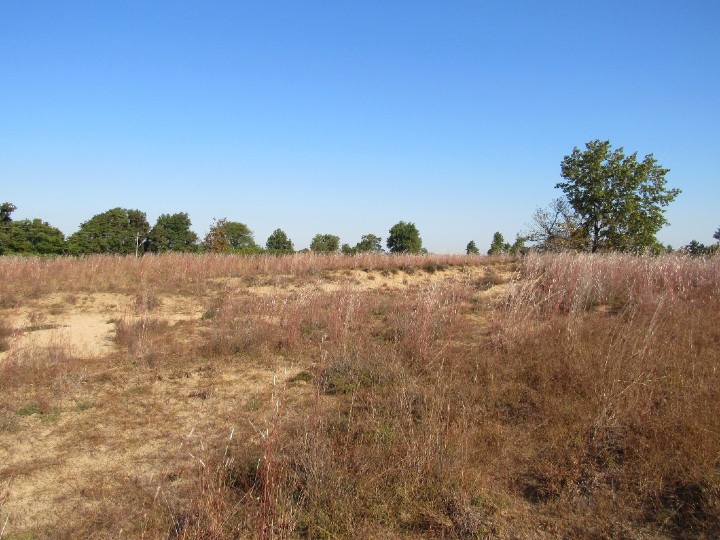 Sandhill Prairie